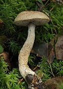 IMG_7750