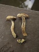 IMG_7764