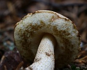 IMG_9173