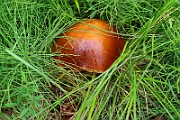 IMG_0067