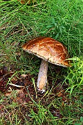 IMG_0068