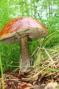 IMG_0070
