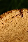 IMG_0101