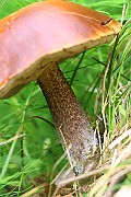 IMG_0106