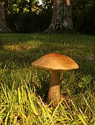 IMG_0735