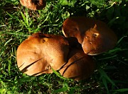 IMG_1566