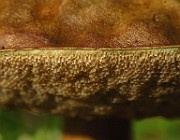 IMG_1975