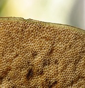 IMG_1978