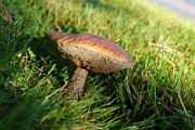 IMG_2110