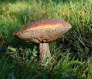 IMG_2115