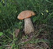 IMG_0111
