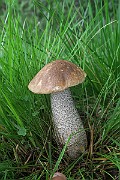 IMG_0218