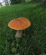 IMG_0246