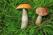 IMG_0723