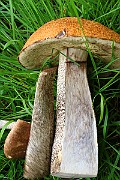 IMG_0728