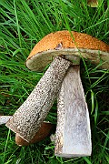 IMG_0729