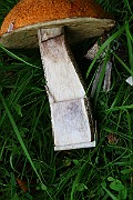 IMG_0730