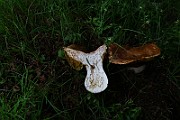 IMG_0731