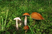 IMG_0915