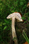IMG_0916