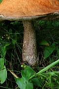 IMG_0917