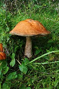 IMG_0918