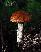 IMG_1911