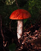 IMG_1912