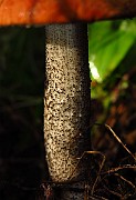 IMG_1917