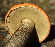 IMG_1919