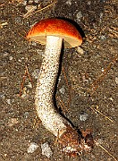 IMG_1922
