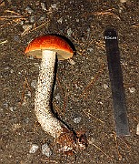 IMG_1923
