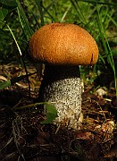 IMG_2058
