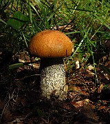 IMG_2059