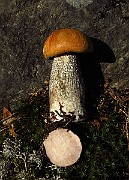 IMG_2063