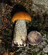 IMG_2070