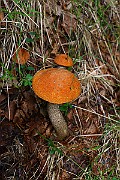 IMG_9176