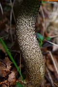 IMG_9177