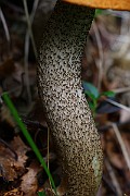 IMG_9178