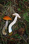 IMG_9181