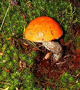 IMG_2131