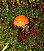 IMG_2132