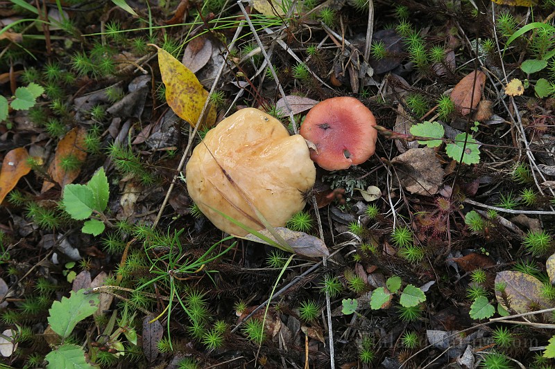 IMG_7370.JPG