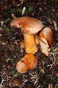 IMG_0381