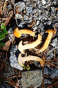 IMG_1151