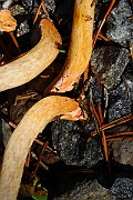 IMG_1153