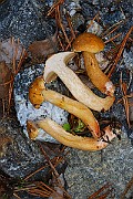 IMG_1155