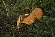 IMG_7361