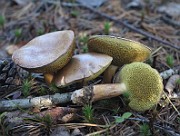 IMG_7545
