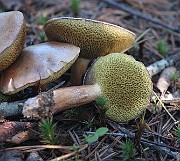 IMG_7547